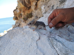 Peromyscus boylii glasselli