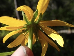 Rudbeckia glaucescens