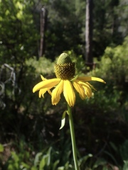 Rudbeckia glaucescens
