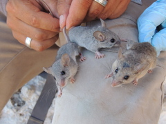 Peromyscus boylii glasselli