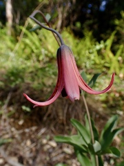 Lilium bolanderi