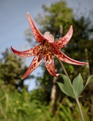 Lilium bolanderi