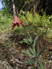 Lilium bolanderi