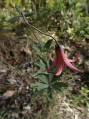 Lilium bolanderi