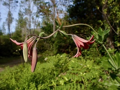 Lilium bolanderi