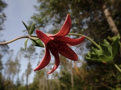 Lilium bolanderi