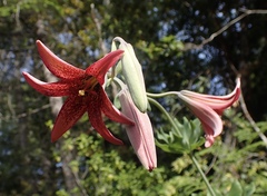 Lilium bolanderi