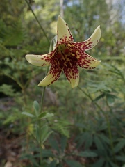 Lilium bolanderi