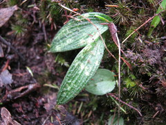Eriochilus collinus collinus