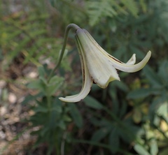 Lilium bolanderi