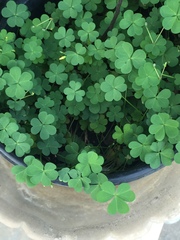Oxalis