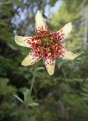 Lilium bolanderi