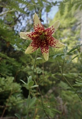 Lilium bolanderi