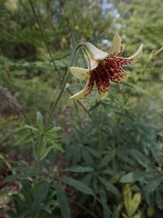 Lilium bolanderi