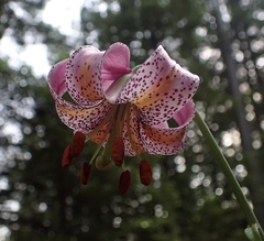 Lilium kelloggii