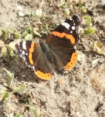 Vanessa atalanta
