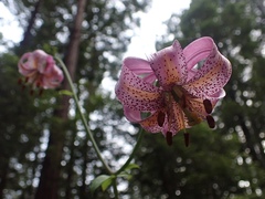 Lilium kelloggii