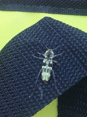 Xylotrechus albonotatus