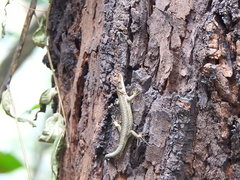 Adolfus kibonotensis