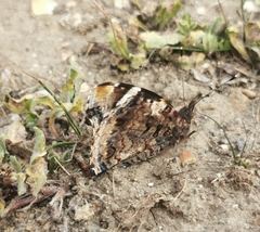 Vanessa atalanta