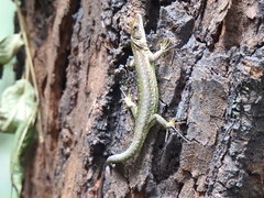 Adolfus kibonotensis