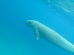 Dugong dugon