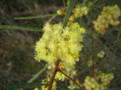 Acacia iteaphylla