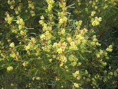 Acacia iteaphylla