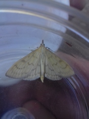 Paratalanta hyalinalis