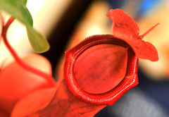 Nepenthes alata × ventricosa