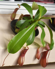 Nepenthes alata × ventricosa
