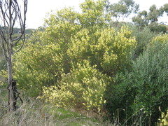 Acacia iteaphylla