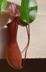 Nepenthes alata × ventricosa
