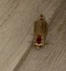 Phragmataecia castaneae