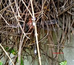 Lestes forficula