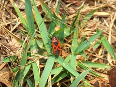 Pyrrhocoris apterus