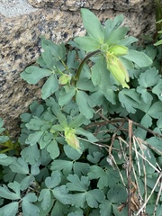 Aquilegia pubescens
