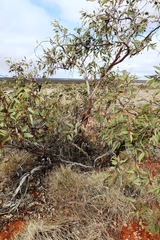 Eucalyptus youngiana