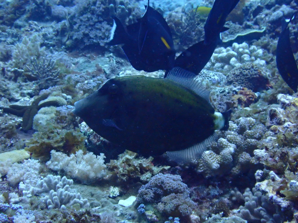 Spectacled filefish