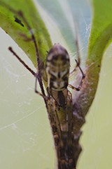 Tylorida