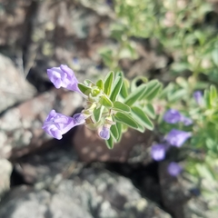 Scutellaria angustifolia