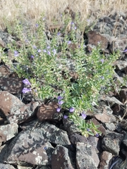 Scutellaria angustifolia