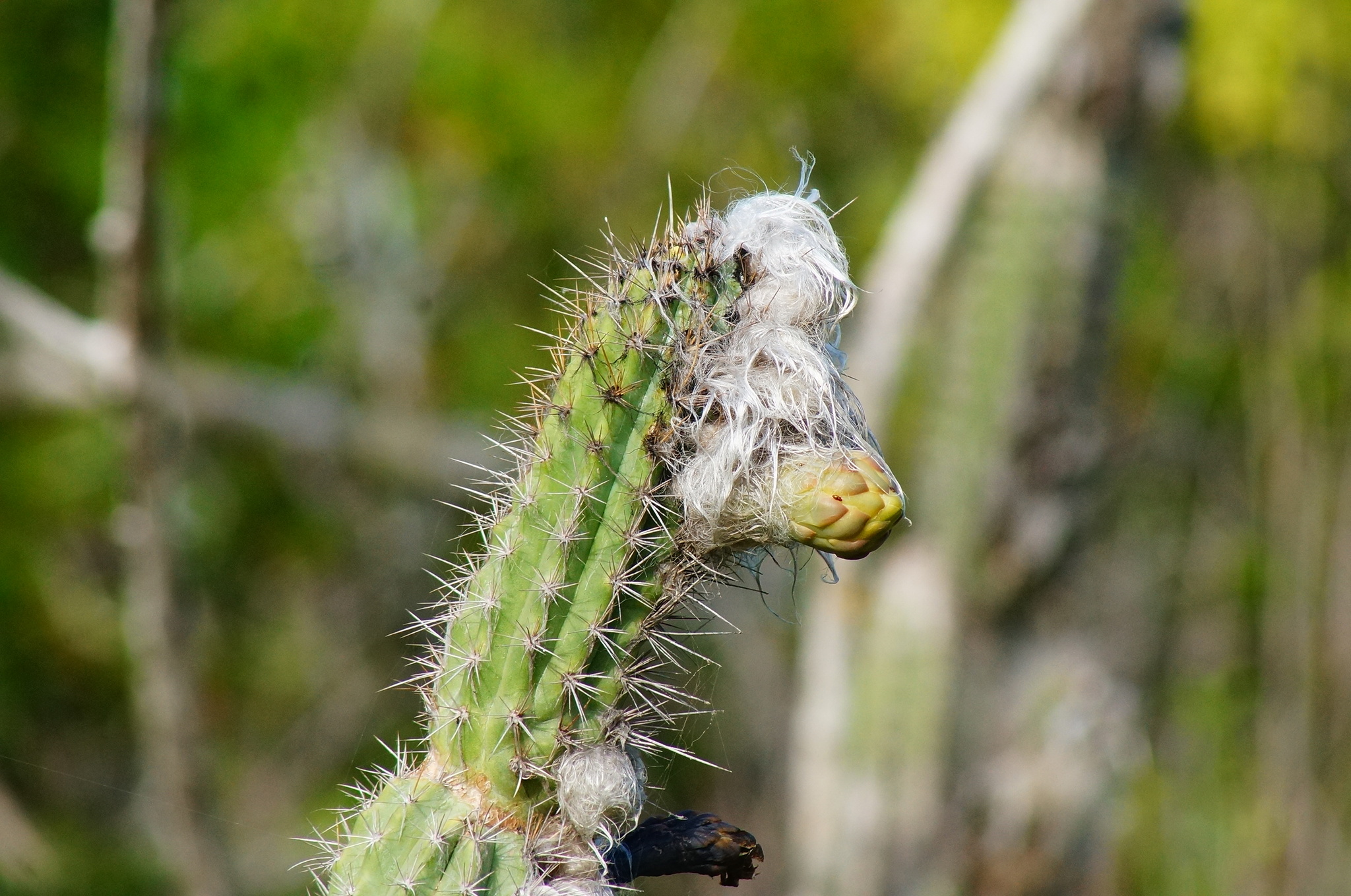 Pilosocereus collinsii