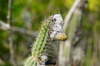 Pilosocereus collinsii - Photo (c) Carlos Domínguez-Rodríguez, some rights reserved (CC BY-NC), uploaded by Carlos Domínguez-Rodríguez