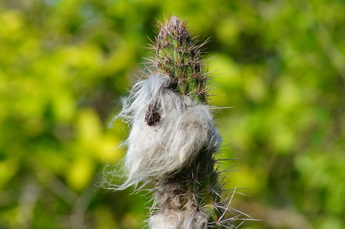 Pilosocereus collinsii