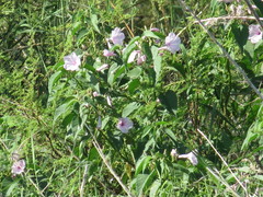 Ipomoea carnea fistulosa