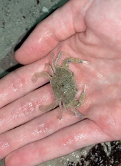 Callinectes similis