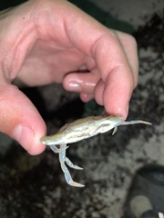 Callinectes similis