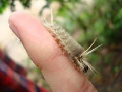 Lepidoptera