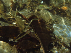 Microphis